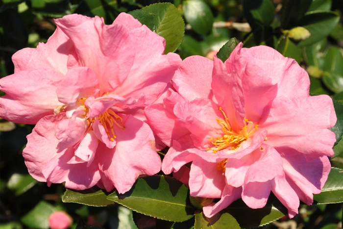 Camellia Kanjiro Espalier 15 Gal