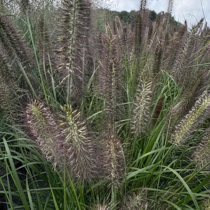 Hameln Dwarf Fountain Grass 5 Gal