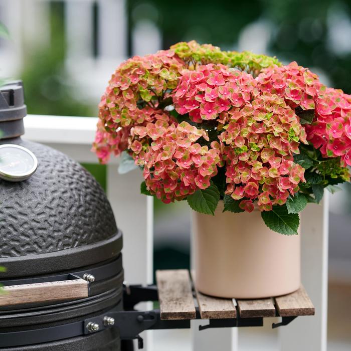 Hydrangea Kimono 3 Gal
