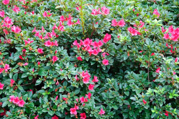 Azalea Autumn Encore Sangria 7 Gal
