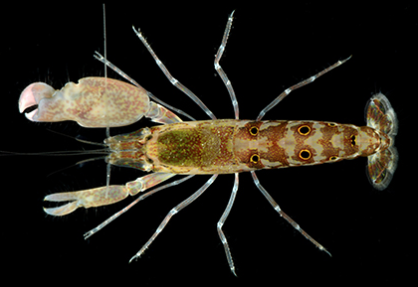 Pistol Shrimp