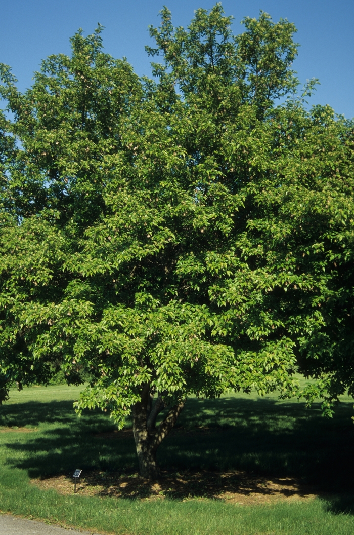 Japanese Maple Shaina 7 Gal