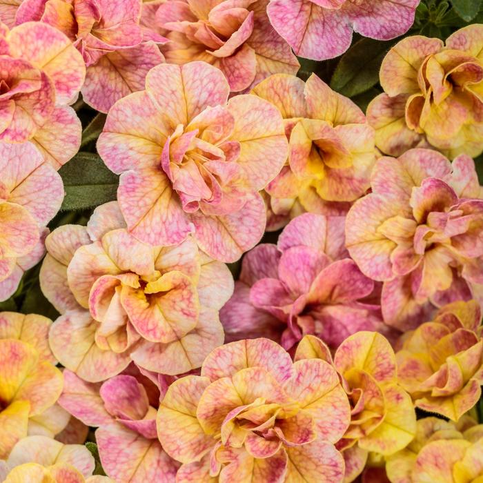 Million Bells Superbells Pink Lemonade Quart PW