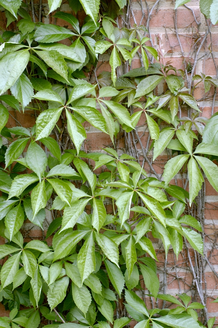 Boston Ivy 5 Gal