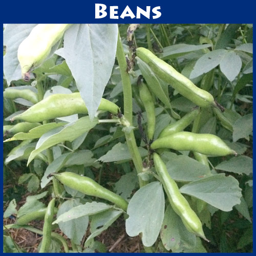 Fava Windsor