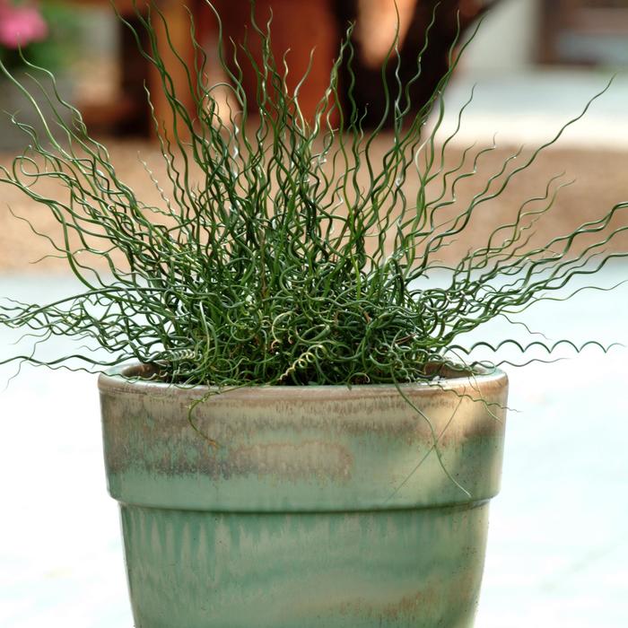 Juncus Blue Arrows 1 Gal