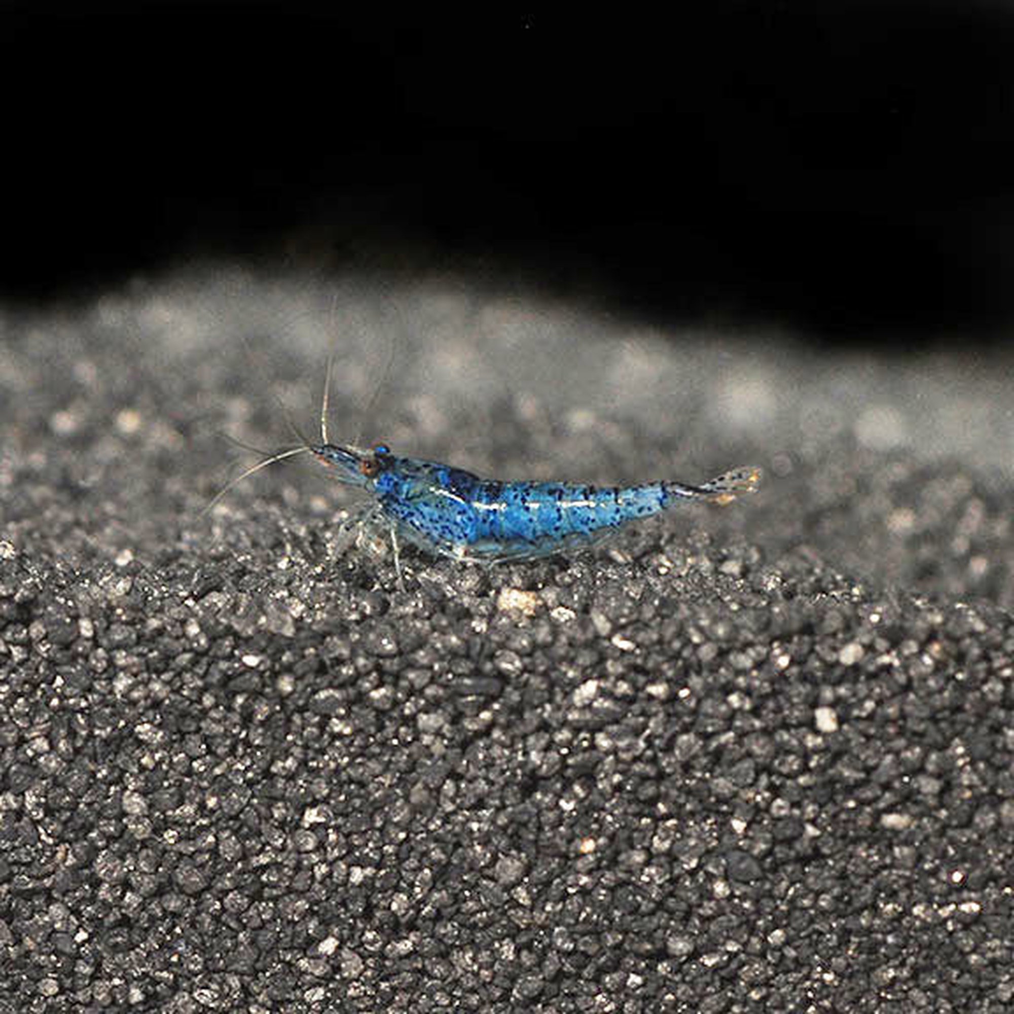 Blue Dream Shrimp (photo 2 of 2)
