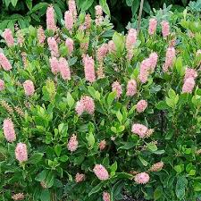 Ruby Spice Summersweet (Clethra), 3 gallon