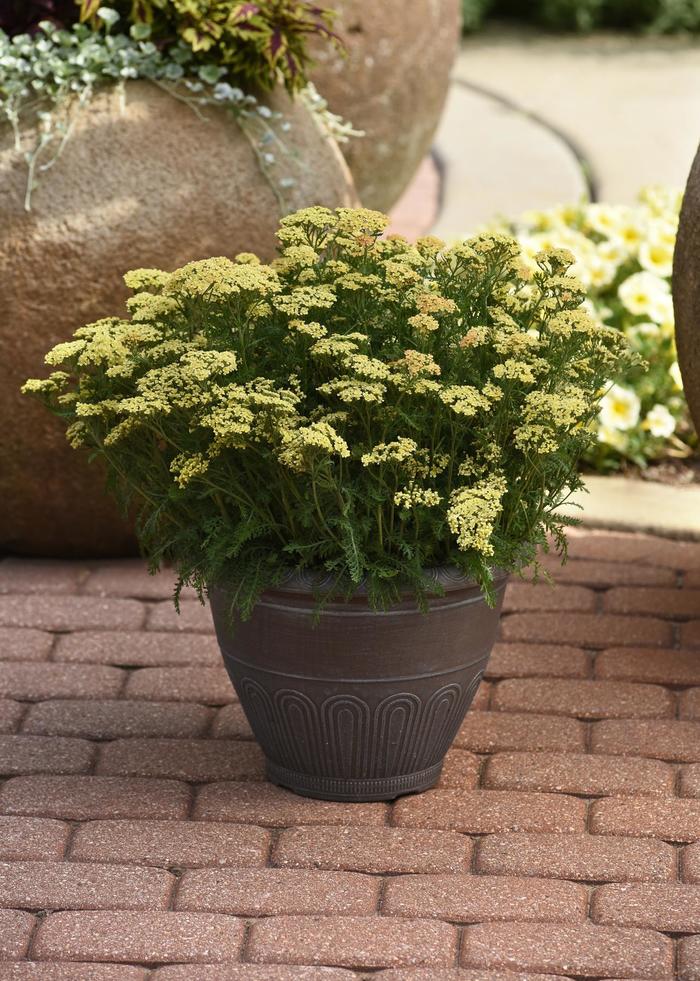 Yarrow Milly Rock Red 1 Gal
