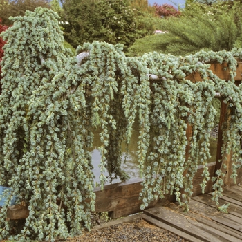 Blue Atlas Cedar Weeping 15 Gal