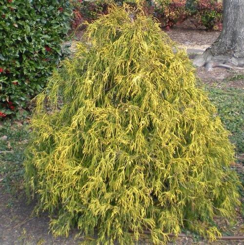 Chamaecyparis pisifera 'Golden Mop' (Threadleaf False Cypress)