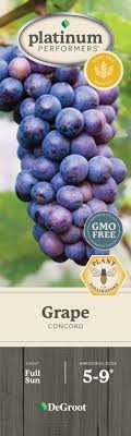 Concord Grape (Vitis)