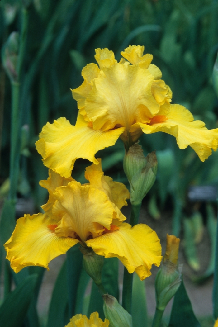 Regina Blue Walking Iris 3 Gal