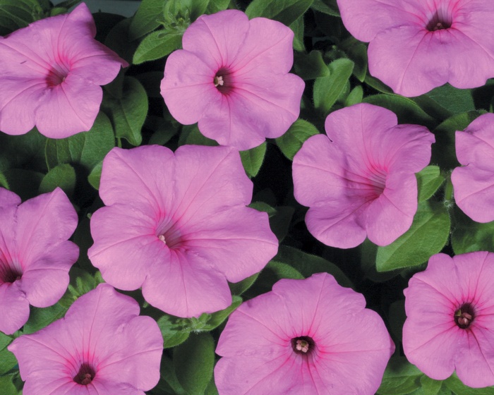 Petunia Daybreak Charm Quart PW
