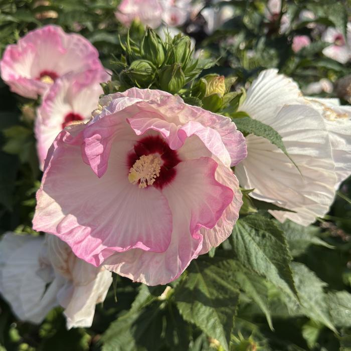 Hardy Hibiscus Berry Awesome 3 Gal PW