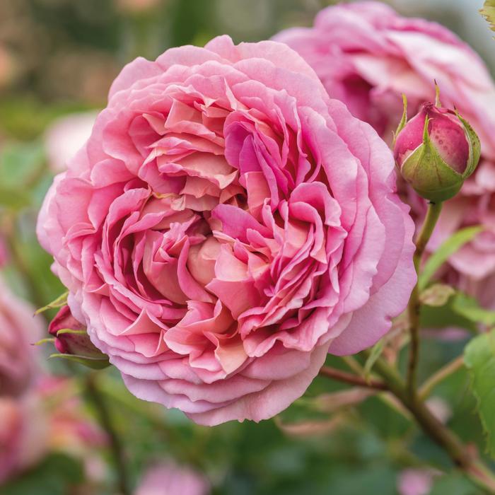 Julia Child Floribunda Rose 3 Gal