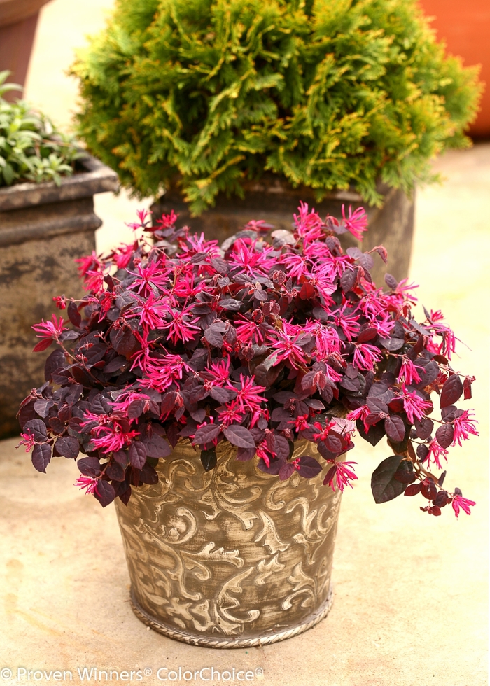 Loropetalum Jazz Hands White 3 Gal