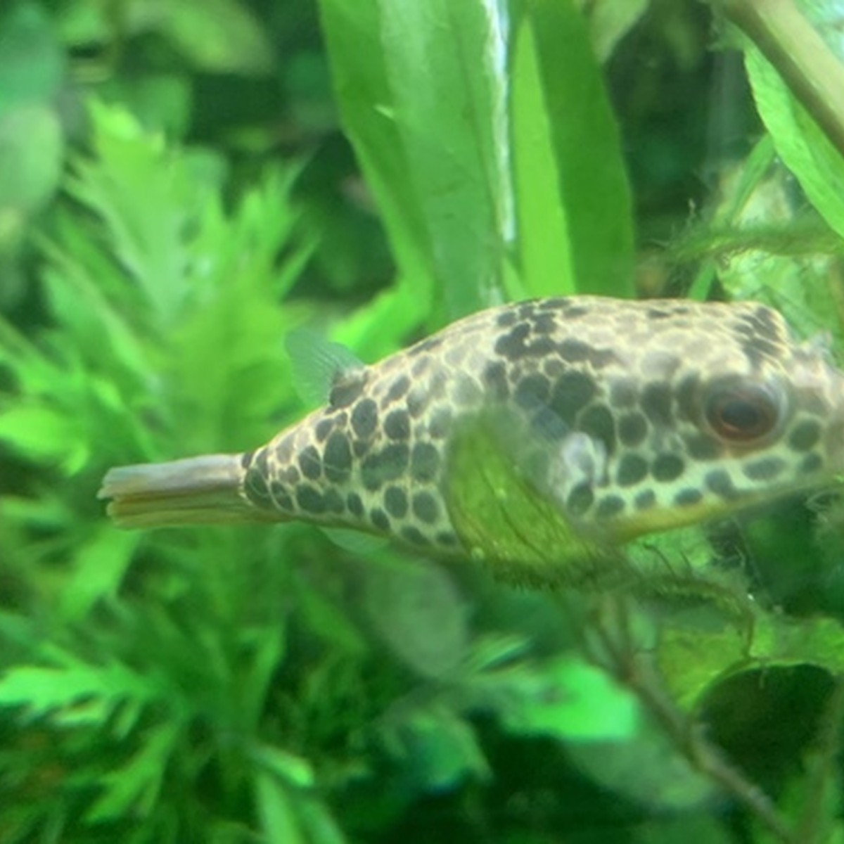 Spotted Congo Puffer