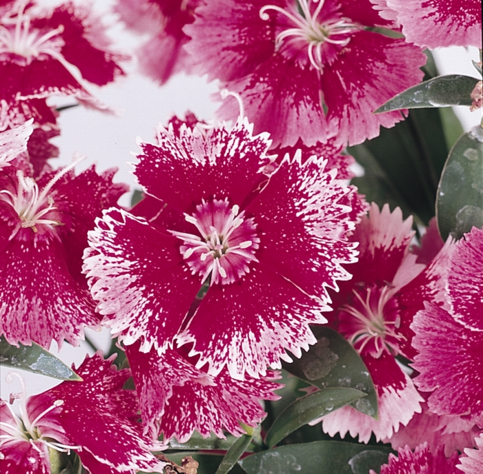 Dianthus Floral Lace Crimson 1 Gal