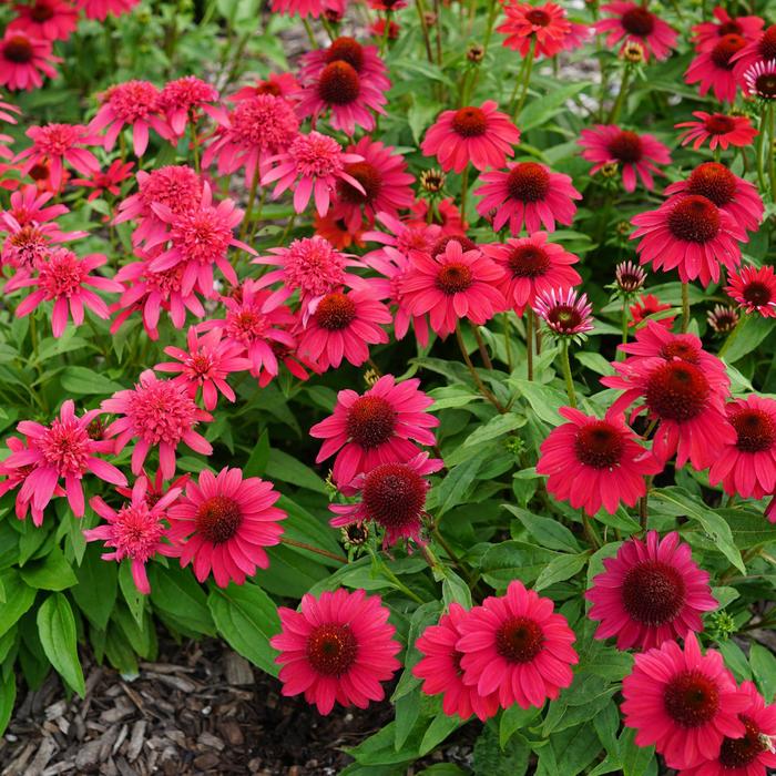 Coneflower Sombrero Sangria 1 Gal