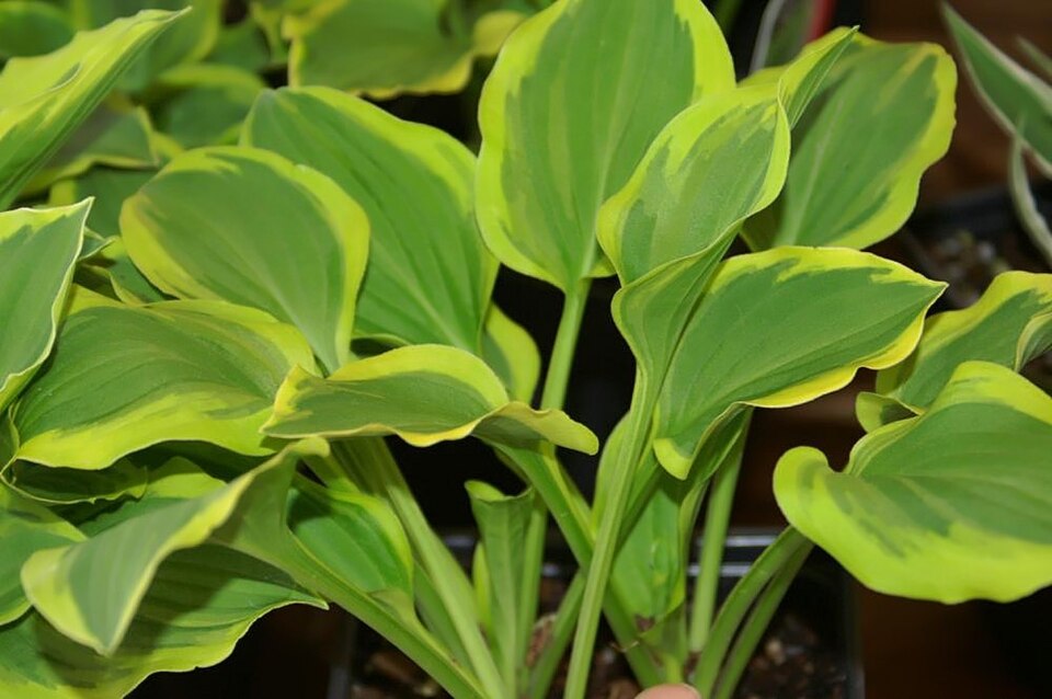 Hosta 'Golden Tiara'