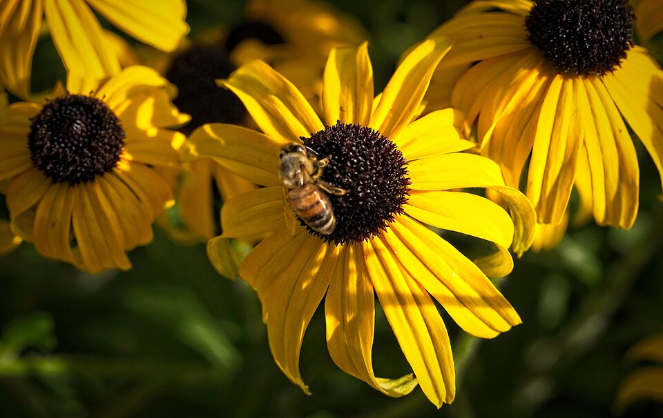 Rudbeckia x 'American Gold Rush'