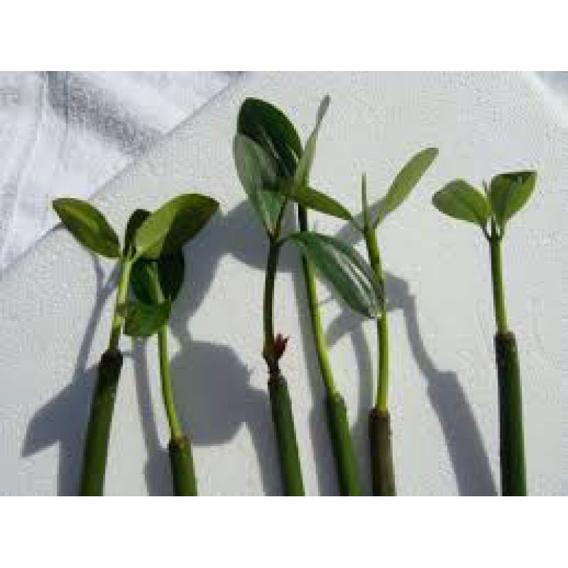 Mangrove Pods w Leaves