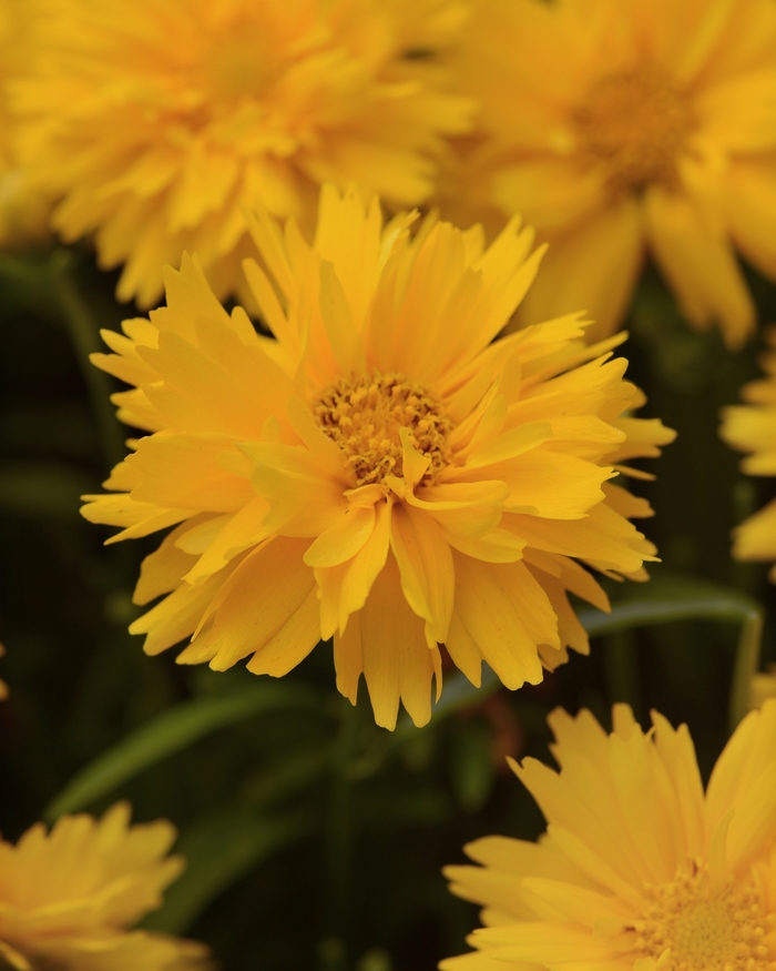 Coreopsis Early Sunrise 1 Gal