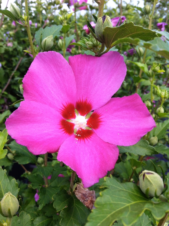 Althea Ardens 10 Gal