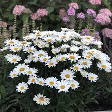 Daisy May Shasta Daisy (Leucanthemum), 1 gallon