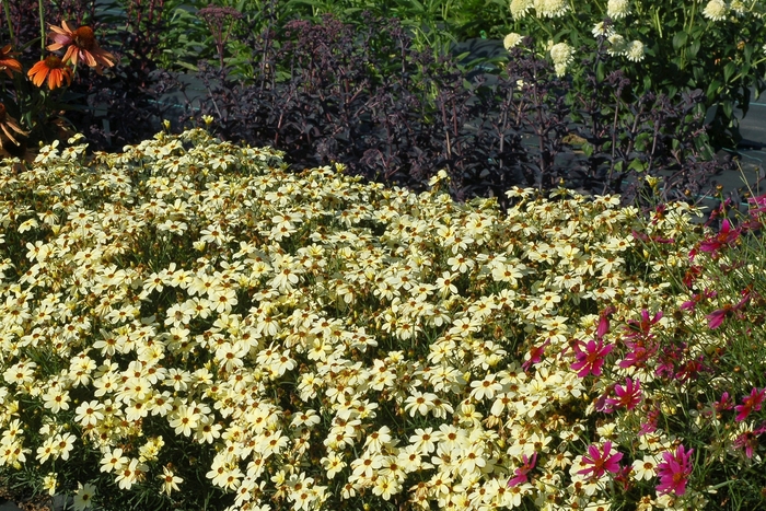 Coreopsis Creme Caramel 1 Gal