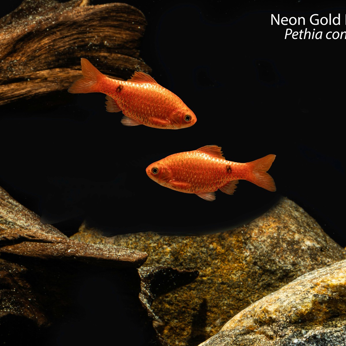 Neon Rosy Barb