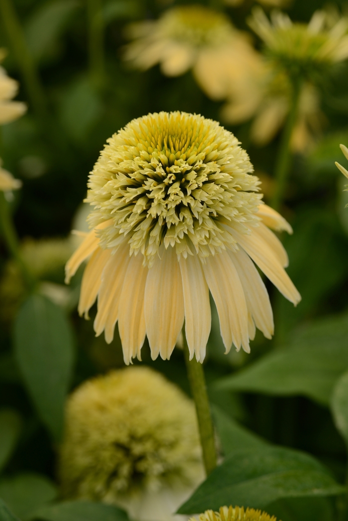 Coneflower Double Scoop Mandarin 1 Gal