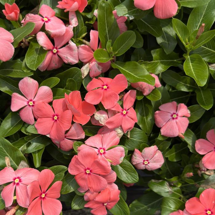 Vinca Flower Polka Dot 1 Gal