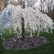 Snow Fountain Weeping Cherry (Prunus), 10 gallon