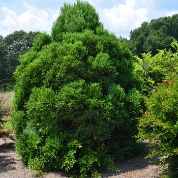 Japanese Cedar Dragon Prince 3 Gal