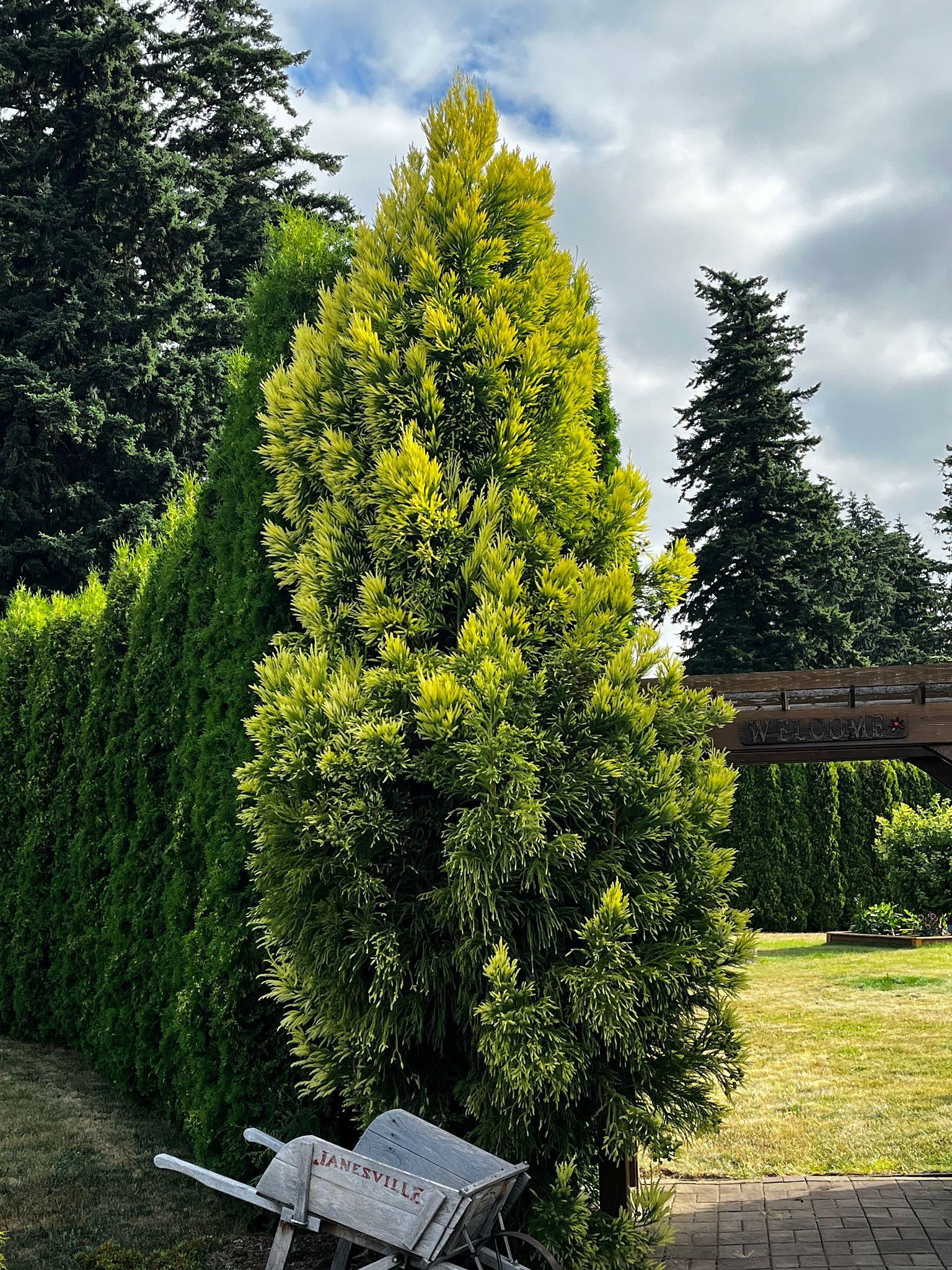 Cryptomeria japonica 'Yoshino' B&B 6–8'
