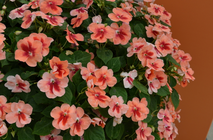 Impatiens Patchwork Pink Shades 12" HB