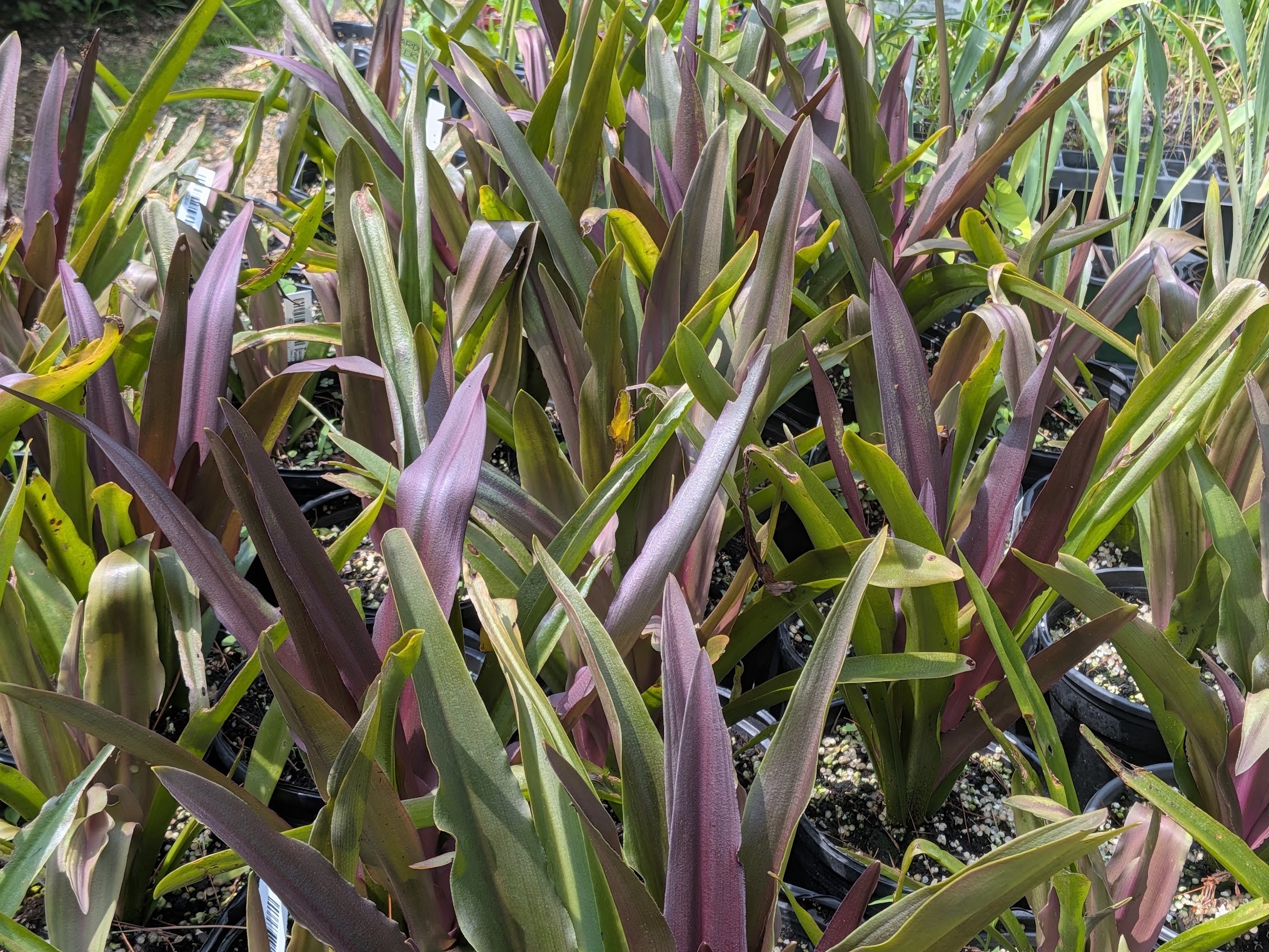 Eucomis ‘Sparkling Burgundy' - Purple Pineapple Lily