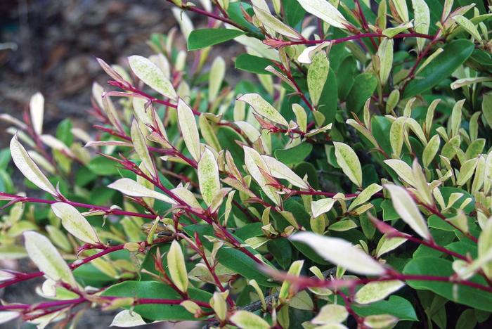 Distylium Swing Low 3 Gal