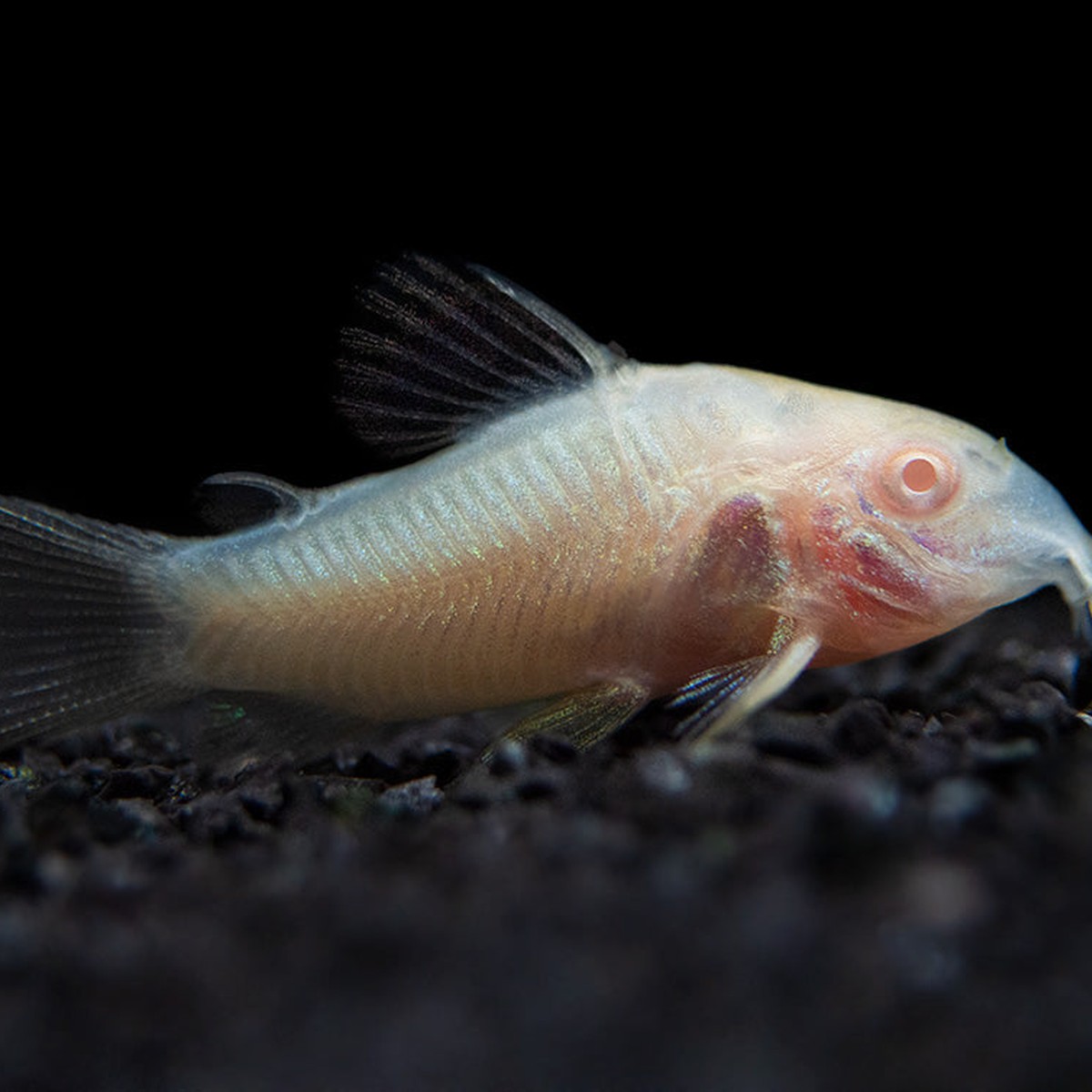 Albino Aeneus Corydoras