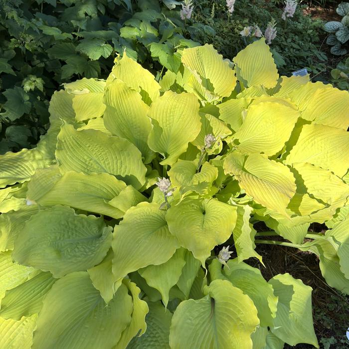Hosta Shadowland Empress Wu 1 Gal PW