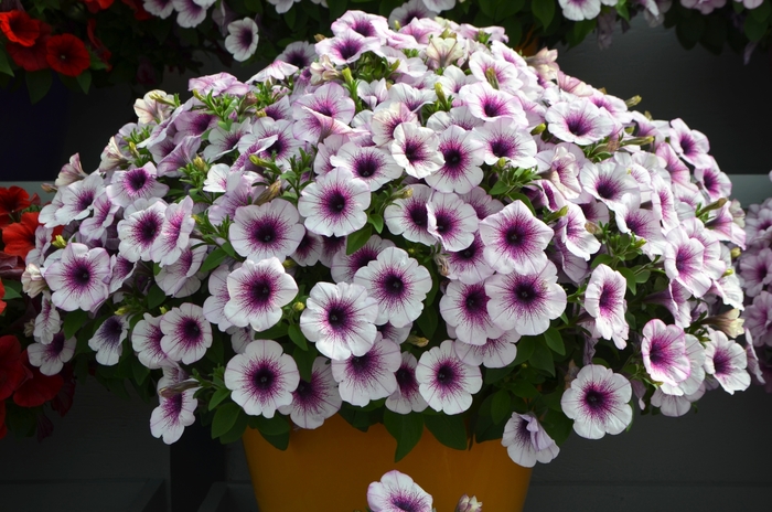 Petunia Supercal Red Maple Quart