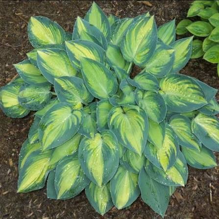 June Hosta, 1 gallon