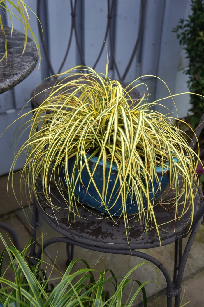 Carex Evercolor Eversheen 1 Gal