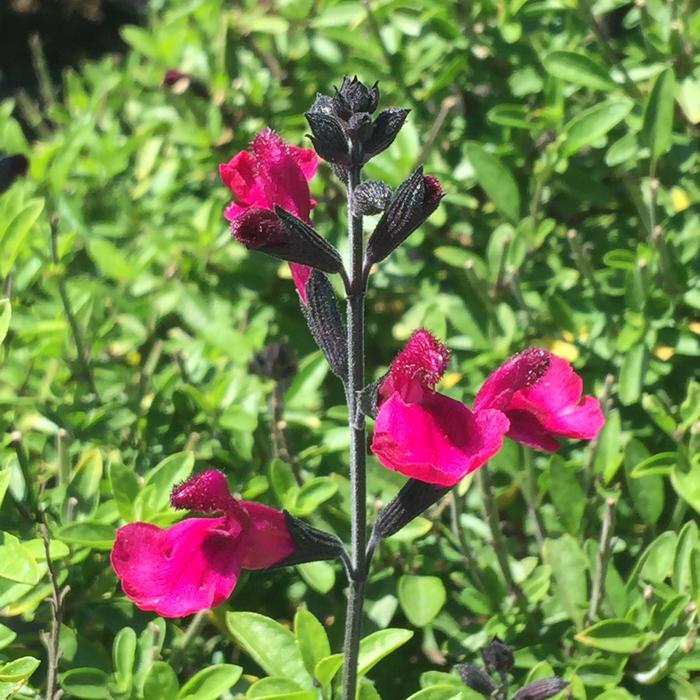 Salvia VIBE Ignition Purple 1 Gal