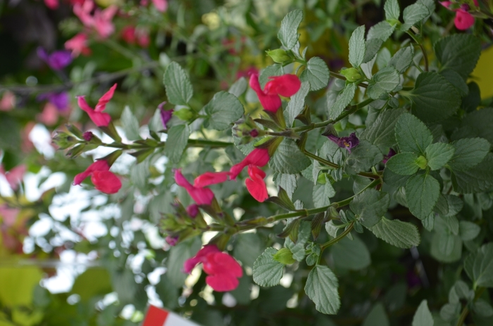 Salvia Hot Lips 1 Gal