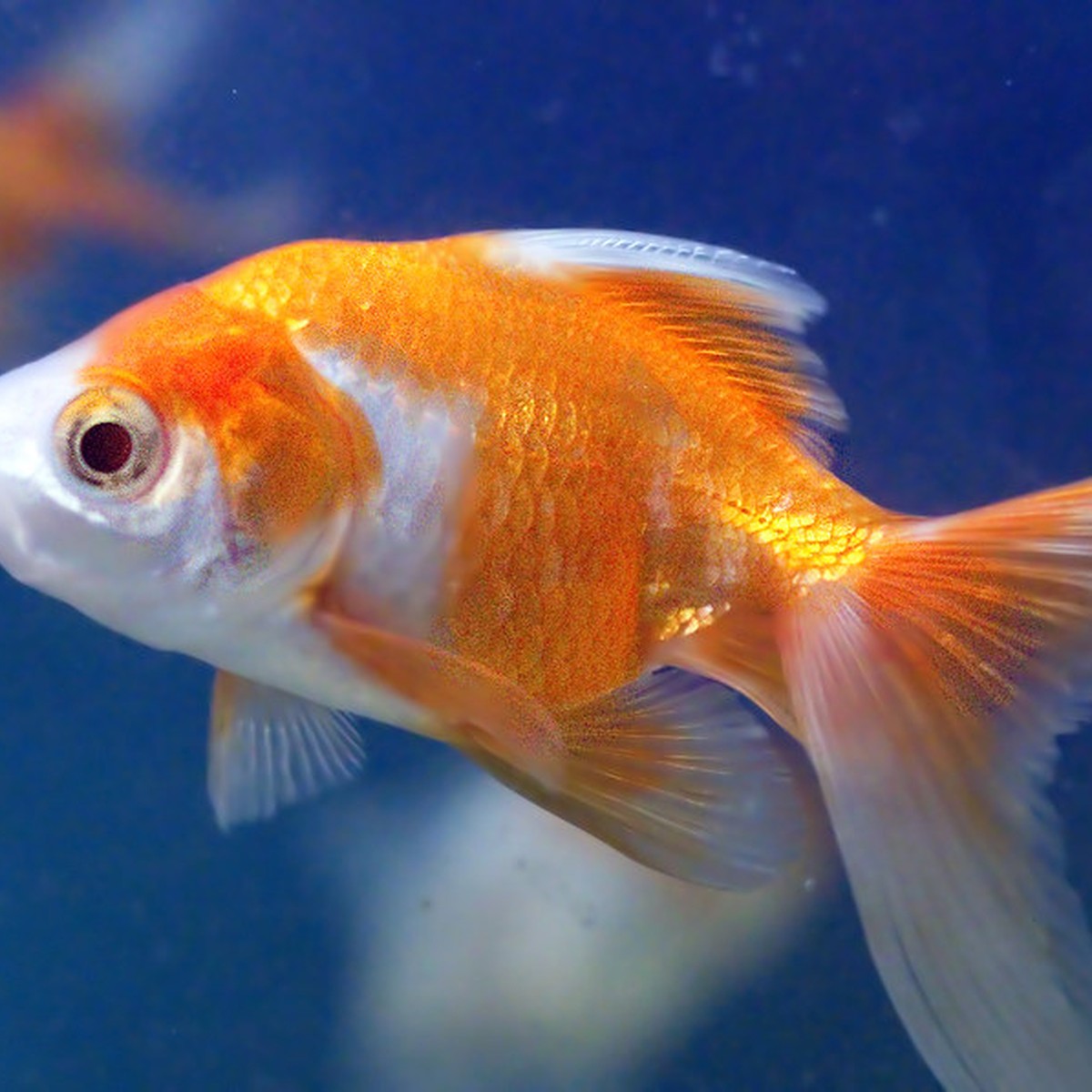 Panda Goldfish