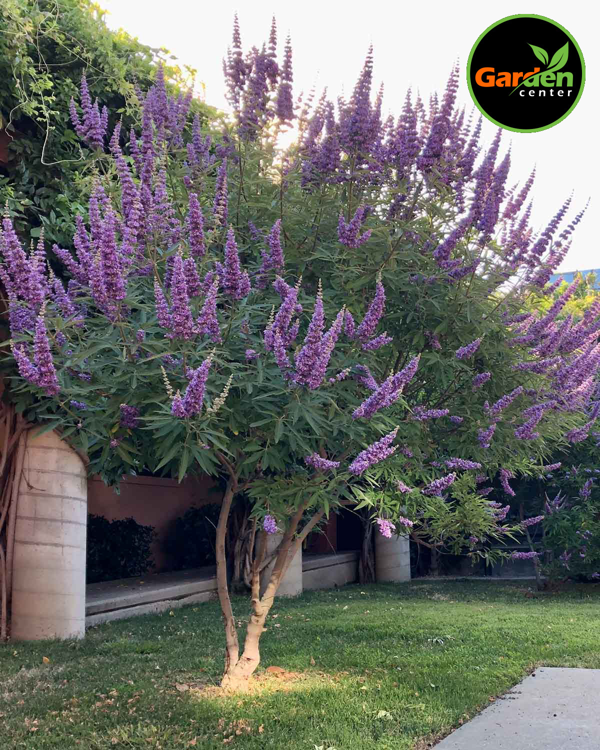 Chaste Tree at Garden Center of Las Cruces