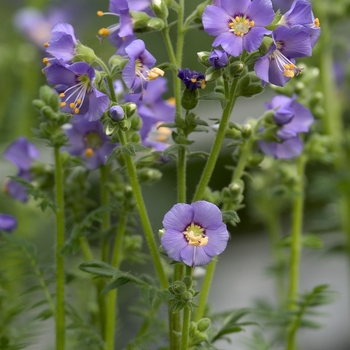Jacob's Ladder Heavenly Habit 1 Gal